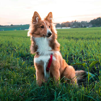 HumbleDot.com — Natural Dog Health Research HumbleDot dog avatar — natural flea and tick protection research